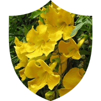 Prosta Defend ingrediant