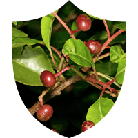 Prosta Defend ingrediant