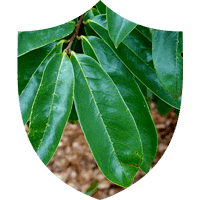 Prosta Defend ingrediant